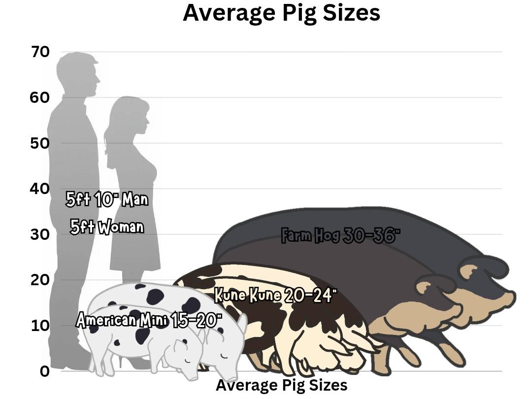 How Big do Mini Pigs Get? | Realisitic Mini Pig Size